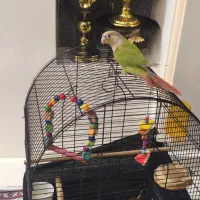 گرینچیگ آناناسی رام دستی و سخنگو