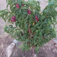 فروش باغ انار ۵۰۷ متری ۱ ساعته تهران|فروش زمین و ملک کلنگی|تهران, آذربایجان|دیوار