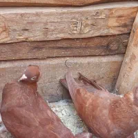 کفتر|پرنده|قم, انسجام|دیوار
