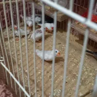 فنچ سالم به شرط تخم جوجه