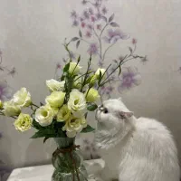 گمشده