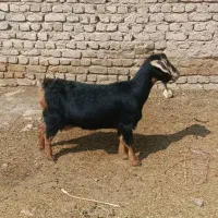 بز ماده