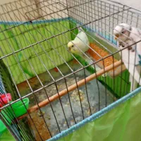 مرق عشق مرغ عشق|پرنده|تهران, حصارک|دیوار