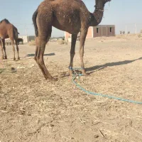 مجی فروشی مناسب برای داشت