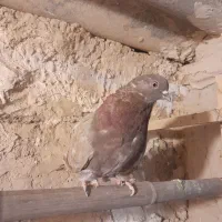 کفتر تهرانی|پرنده|پاکدشت, حصار امیر|دیوار