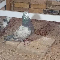 کبوتر|پرنده|یزد, |دیوار