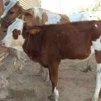 گاوخارجی با بچه اش گاو شنگوله المانی|حیوانات مزرعه|شادگان, |دیوار