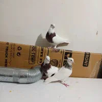 کبوتر معاوضه