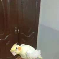 عروس هلندی زعفرونی|پرنده|یزد, |دیوار