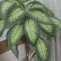 گل فروشی|گل و گیاه طبیعی|کاشمر, |دیوار