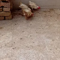 جوجه معاوضه با کبوتر