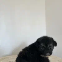 مو بلند ژرمن