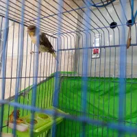 قناری نر|پرنده|اهواز, فتح|دیوار