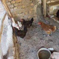 مرغ و خروس|حیوانات مزرعه|اصفهان, دستگرده|دیوار
