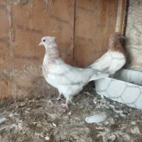 جوجه کفتر کله زرد|پرنده|رباطکریم, رباطکریم|دیوار