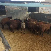 گوسفند زنده بره نر گوشت شقه ای