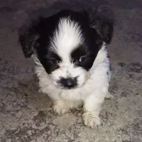 پاکوتاه پشمالو شیتزو