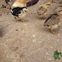 جوجه غاز|حیوانات مزرعه|بهبهان, |دیوار