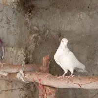 کفتر|پرنده|اردکان, |دیوار