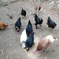 سلام مرغ و بوقلمون ب فروش می‌رسد|حیوانات مزرعه|مشهد, خرم آباد|دیوار