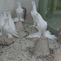 کبوتر اوجاپاچا . پارپارلی . لوتی قرمز گوز|پرنده|سهند, |دیوار