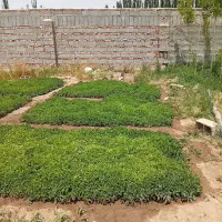 شتیل درجه یک اعلا