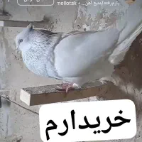 کله الماسی ماده