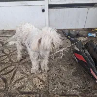 سگ پشمالو نژاد شیتزو