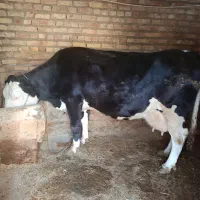 گاو سیمینار