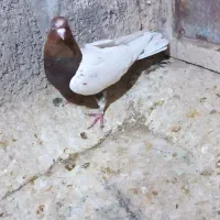 المانی پرشی|پرنده|میان جلگه, |دیوار