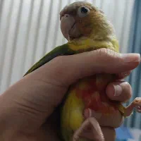 گرینچیک گمشده وکیل آباد