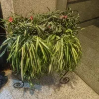 حراج|حراج|تهران, مهران (سیدخندان)|دیوار