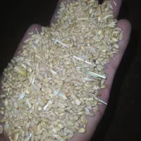فروش گندم