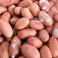 فروش بادام زمینی