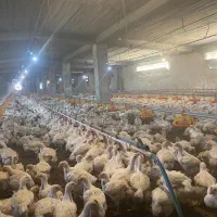 کارگر مرغداری|استخدام صنعتی، فنی، مهندسی|سقز, |دیوار