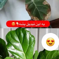 پک قرص کود و محرک رشد|گل مصنوعی|مشهد, الهیه|دیوار