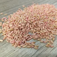 گندم دیم بذری سم زده