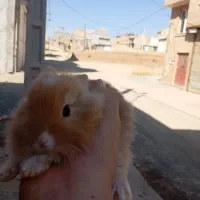 خرگوش پشمالو