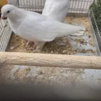 جفت کبوتر سفید همدانی|پرنده|فولادشهر, مسکن مهر فولادشهر|دیوار