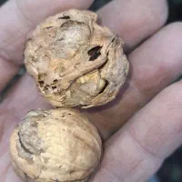 تولیدفروش نهال|عمدهفروشی|میاندوآب, |دیوار