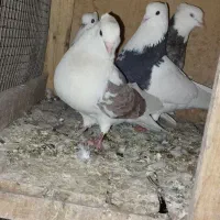 کبوتر نقش|پرنده|فولادشهر, C5|دیوار