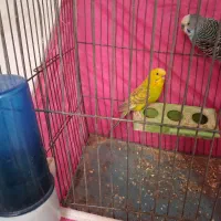 یک جفت مرغ عشق|پرنده|شاهرود, |دیوار