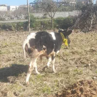 گوساله نر...|حیوانات مزرعه|محمودآباد, |دیوار