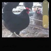 مرغ تخمگذار
