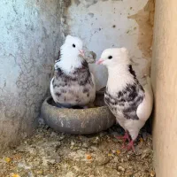 کبوتر طوقی تعداد۱۵عدد