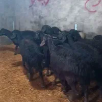 فروش شیشک قره قزل بره ماده میش قوچ گوسفند