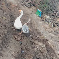 قوغاز|حیوانات مزرعه|گرگان, |دیوار