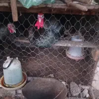 فروش بوقلمون بیوتی و برنز و مرغ|حیوانات مزرعه|کیاشهر, |دیوار