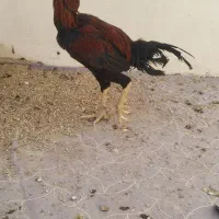 خروس لاری افغان|حیوانات مزرعه|جویم, |دیوار