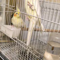 جفت عروس هلندی کار داده مولد